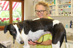 Hund Watson wird von Dr. Susi Litz untersucht - Tierärztl. Gemeinschaftspraxis Dr. Litz und Fischer