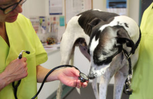 Hund Watson wird untersucht in der Tierarztpraxis Dr. Litz und Fischer
