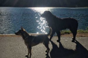 Hunde am See - Tierärztl. Gemeinschaftspraxis Dr. Litz und Fischer