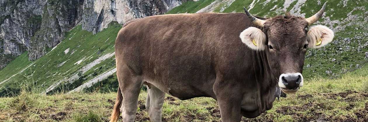 Eine wunderschöne Kuh auf der Alp bei Pfronten in Betreuung der tierärztl. Gemeinschaftspraxis Dr. Litz & Fischer